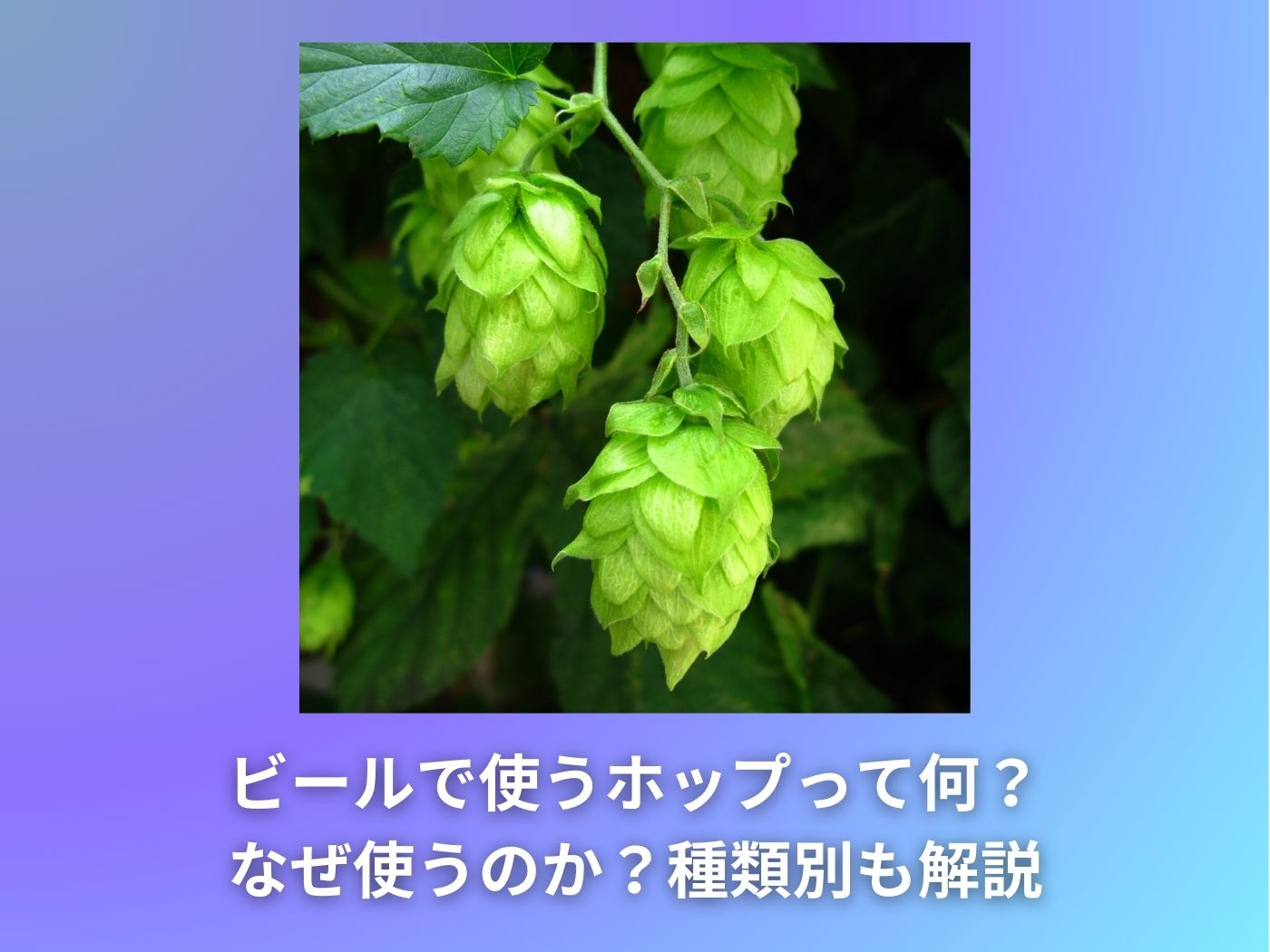 ビールで使うホップって何？なぜ使うのか？種類別の風味や味わいも解説